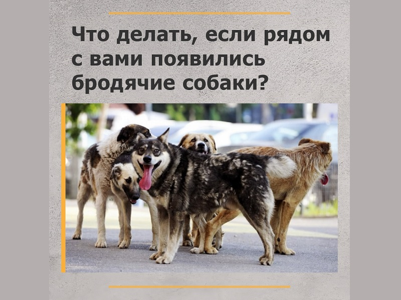 Памятка для населения: защита от угроз, связанных с животными без владельцев.